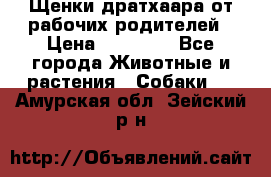 Щенки дратхаара от рабочих родителей › Цена ­ 22 000 - Все города Животные и растения » Собаки   . Амурская обл.,Зейский р-н